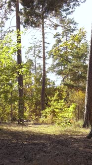 Vertical Video of a Forest in an Autumn Day