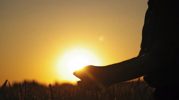 Hands with seeds against golden sunset.