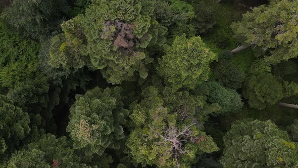 Drone Shot Trees