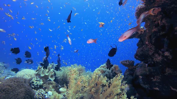 Tropical Fish Corals Marine Reef