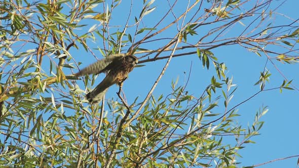 Slow motion of Common Kestrel (falco tinnunculus), British wildlife and birds in Richmond Park at su