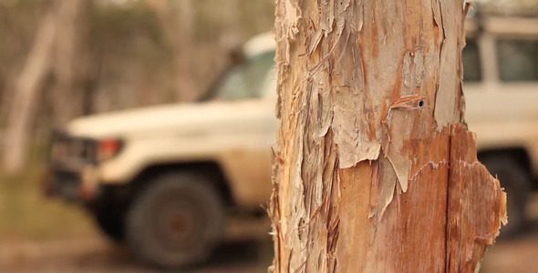 Paper Bark Tree with 4x4 Drive By