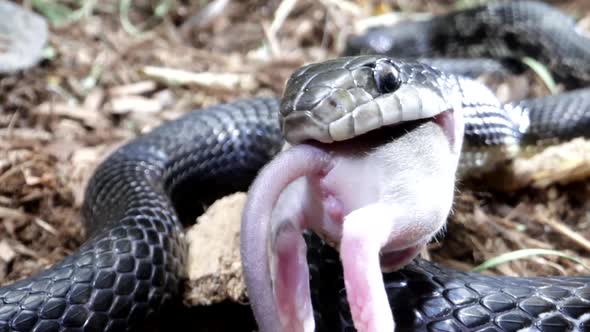 Zoom in on black rat snake canadian serpent close up