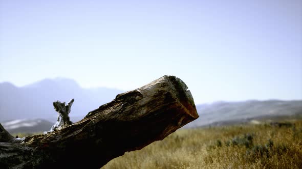 Old Tree Stump Trunk on the Hill at Sunset