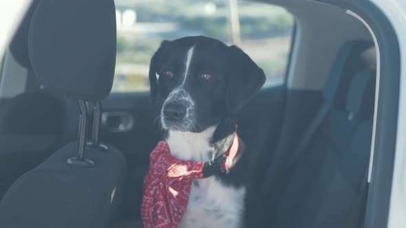 Beautiful black labrador retriever dog sitting in car looking out