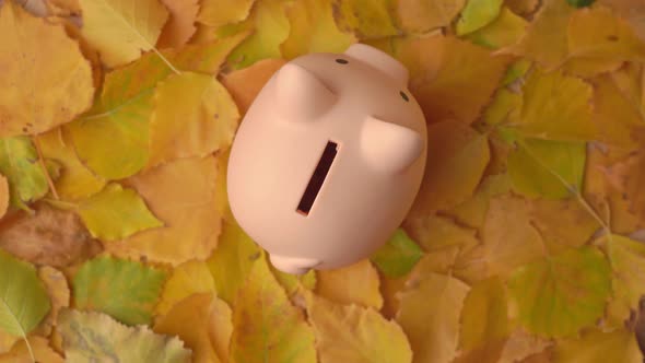 A man's hand puts a coin in a pink piggy bank rotating on a background of autumn leaves, top view