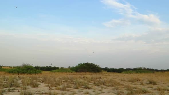 The Southern Carmine Bee-eater colony during the summer month of October along the Zambezi river nea