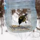 Great tit bird on the feeder - VideoHive Item for Sale