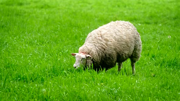 Sheep Gazing on Meadow