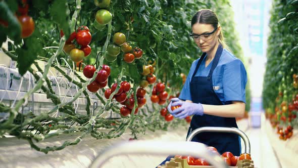 Agriculture Industry, Farmer in a Greenhouse. Glasshouse Worker Collects Red Tomatoes From a Branch.