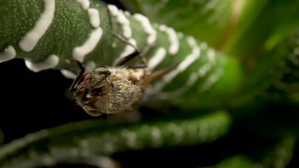 Gray Winged Fly Insect Sits on Evergreen Succulent Plant