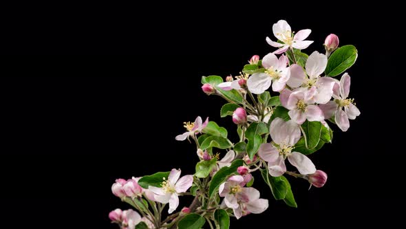 Spring Fruit Flowers Blooming on Black Background