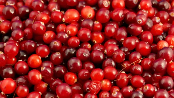 Cranberries Seamless Rotation