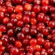 Cranberries Seamless Rotation - VideoHive Item for Sale