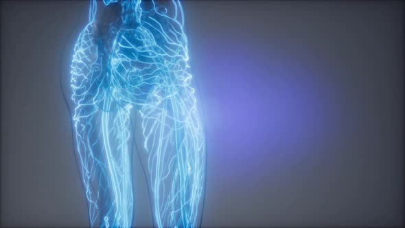 Blood Vessels of Human Body alt