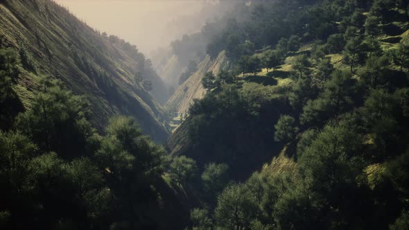 Green Trees in Canyon at Sunset with Fog