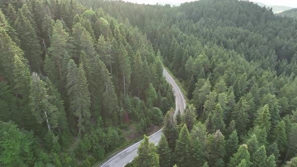 Beautiful Road Into The Forest