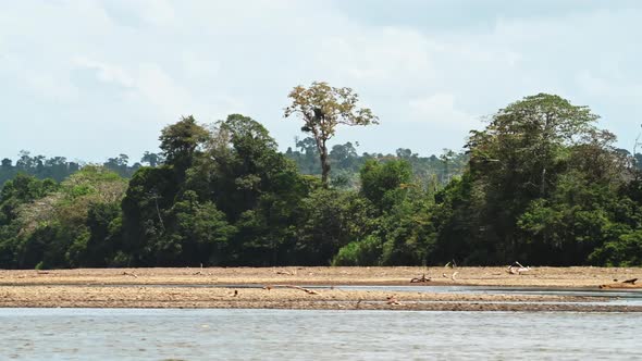 Costa Rica Rainforest Trees Scenery Seen on River Banks while Moving Along and Traveling on a Touris