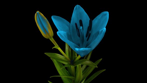 Blue Lily Flower Blooming Opening Its Blossom
