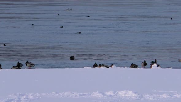 Wild ducks on icy water.