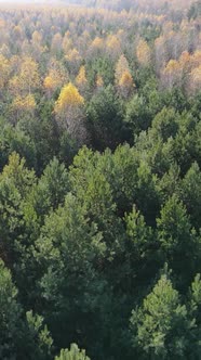 Vertical Video of Forest Landscape in Autumn Slow Motion