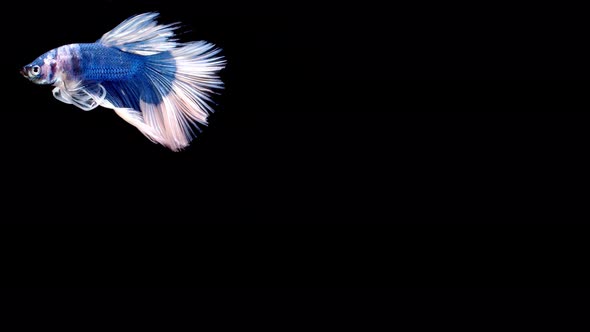 Slow motion of Siamese fighting fish (Betta splendens), well known name is Plakat Thai alt