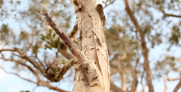 Paperbark Tree in Remote Bushland