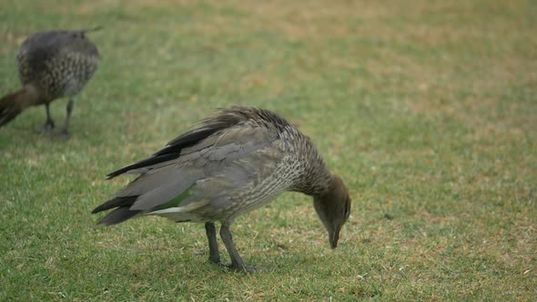 Native Australian Wood Duck Lifts Head And Shakes Feathers