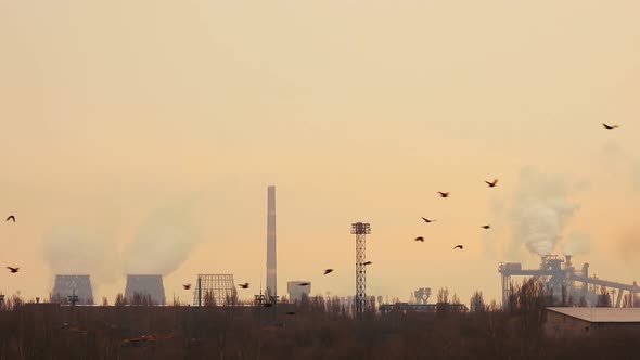 Birds fly against the backdrop of a metallurgical plant.