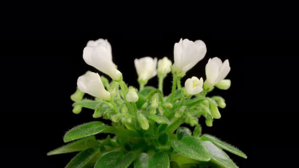 Time Lapse of Growing and Opening White Saintpaulia African Violet