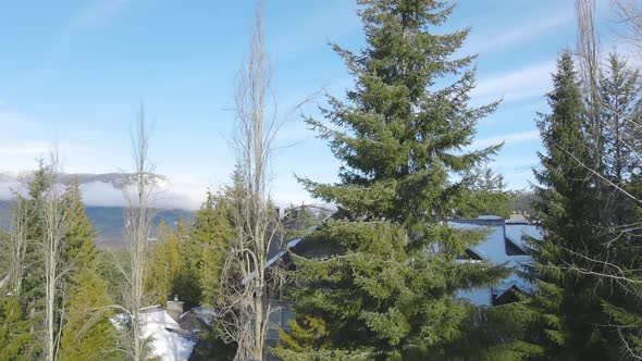 Snowy Forest on Top of the Mountains in Winter During Sunny Morning