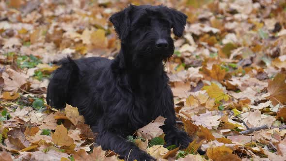 Front View of a Black Giant Schnauzer Dog Lying on Yellowed Fallen Leaves