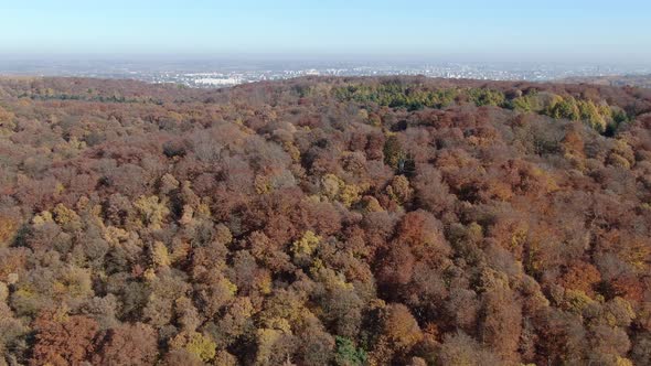 Autumn flight over Wolski Forest in Krakow, Poland