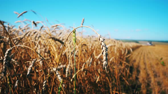 Wheat Field with the Grain Heads in a Close Up