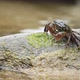 Tiny Crab in a California Tidepool - VideoHive Item for Sale