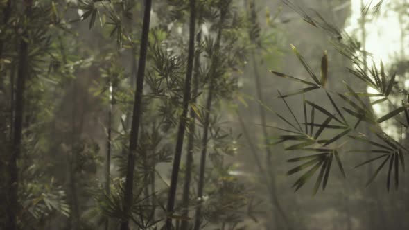 Green Bamboo Forest with Morning Sunlight alt