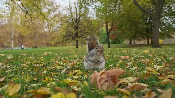 Close up grey squirrel foraging on a lawn in slow motion