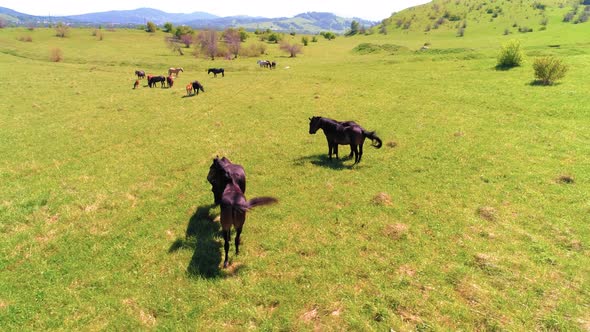 Flight Over Wild Horses Herd on Mountain Meadow. Summer Mountains Wild Nature. Freedom Ecology