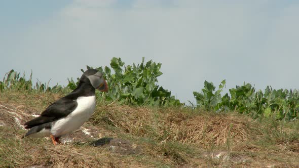 Atlantic Puffin (Fratercula arctica)  around their burrows one flying off, Atlantic Ocean, at the Fa