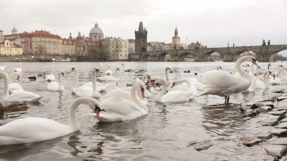 Charles bridge and Vltava river banks in capital of Czechia     with bevy of white swans 3840X2160 U