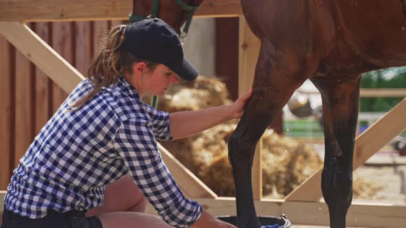 Horsewoman Cleaning The Horse Legs And Hooves Using A Sponge  Horse Love