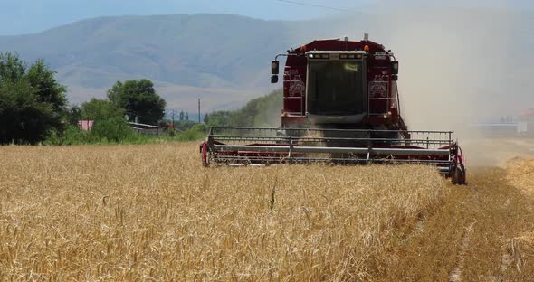 Combine harvester working on a barley field on sunny summer day