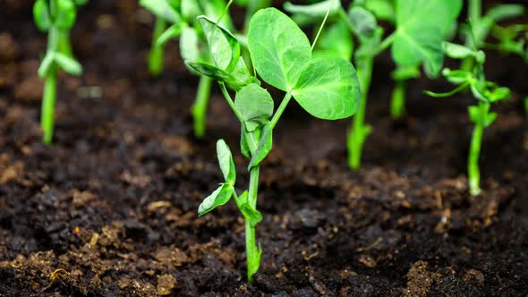 Pea Sprouts Grows Fast in Time Lapse Video. Microgreens Seedlings in Pot