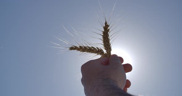 Wheat And Sunshine