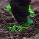 Planting Seedling - 4K - VideoHive Item for Sale