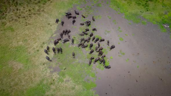 Aerial view of a buffalo herd in Tanzania.