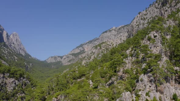 Green Coniferous Trees Growing on Rocky Mountains