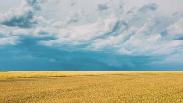 Drone Lapse Hyperlapse Motion Aerial View Of Agricultural Landscape With Young Wheat Field In Summer