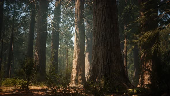 Sunset on the Giant Forest, Sequoia National Park, California