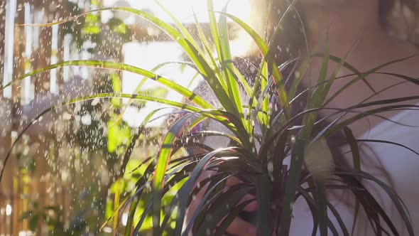 Woman Sprays Small Palm Tree on Terrace on Sunny Day Closeup